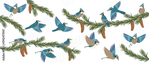 vector drawing blue jay birds at fir branch with green needles and cones , hand drawn illustration