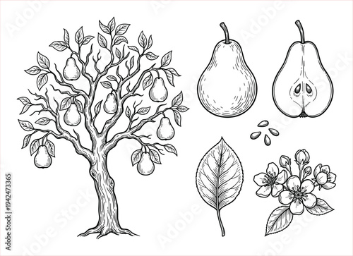 Sketch of a Pear Tree Laden with Fruit, Alongside Individual Pears and Blossoms