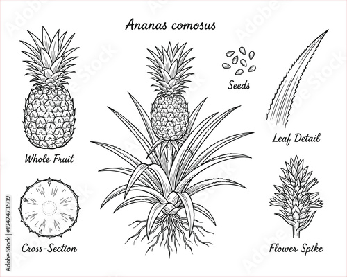 Ananas comosus: Botanical Illustration of Tropical Pineapple Plant and Fruit Details