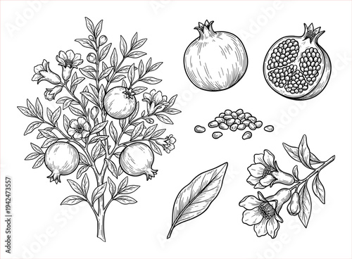 Pomegranate tree with fruit, blossoms, leaves, and seeds. Botanical illustration.