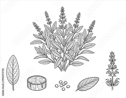 Detailed Botanical Illustration of a Sage Plant with Leaves, Seeds, and Floral Sprigs