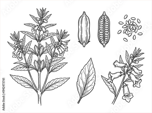 Detailed botanical illustration of sesame plant, pods, seeds, and leaves, hand-drawn line art