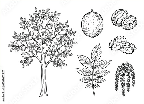 Detailed Black and White Botanical Illustration of a Walnut Tree, Nuts, and Leaves