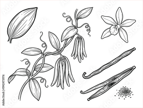 Botanical Illustration of Vanilla Orchid Plant with Beans, Flower, Leaf, and Seeds