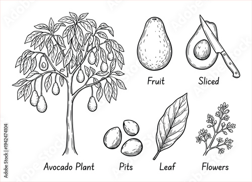 Detailed botanical illustration of an avocado plant and its various parts, hand-drawn sketch.