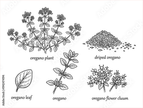 Botanical Illustration: Oregano Plant, Leaf, Dried Herb, and Flower Cluster