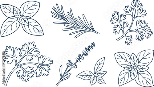 Hand drawn culinary herb botanical illustration set, basil rosemary parsley lavender leaves line art, organic kitchen herbs collection