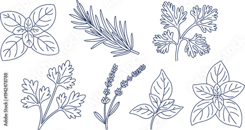 Hand drawn culinary herb botanical illustration set, basil rosemary parsley lavender leaves line art, vintage herbal plant collection