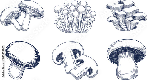 Hand drawn mushroom vector illustration set, edible fungi collection, vintage botanical engraving style, detailed line art organic food icons