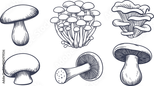 Hand drawn mushroom vector illustration set, edible fungi collection, vintage botanical engraving style, detailed line art food ingredient icons