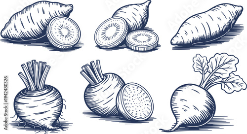 Hand drawn root vegetable vector illustration set, sweet potato, beetroot and radish collection, vintage botanical engraving style organic food
