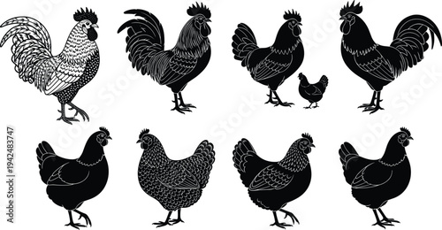 Black and white vector silhouette collection of roosters and hens featuring detailed line art illustrations for farm and poultry branding.