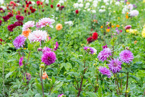 Wallpaper Mural Multicolor Dahlias greenery variety garden. Different Dahlia flowers bush grow flower bud plant bloom. Gardening field Torontodigital.ca