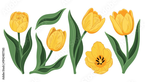 Beautiful collection of vibrant yellow tulips in various stages of bloom, from closed buds to fully open flowers, with green leaves.