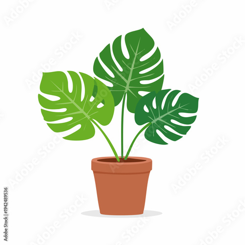 Monstera deliciosa plant in terracotta pot