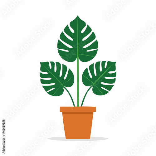 Monstera deliciosa plant in terracotta pot with split leaves