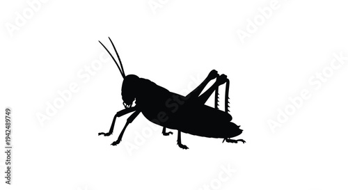 Silhouette of a grasshopper against a stark white background
