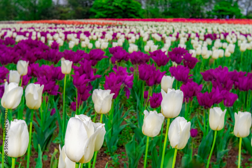 白と紫のチューリップ花壇