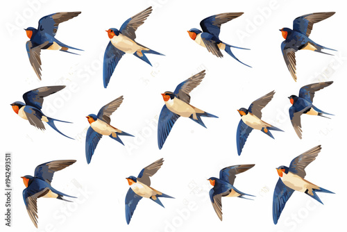 A collection of swallows in various flight poses against a white background