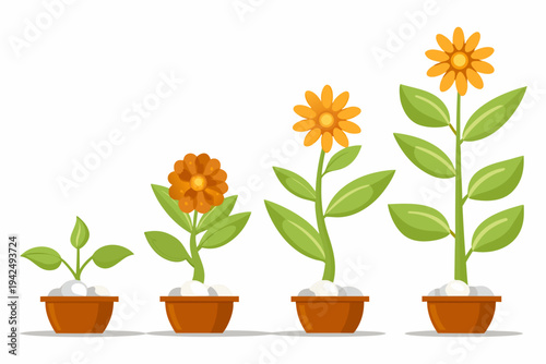 Illustration depicting the stages of flower growth from bud to bloom