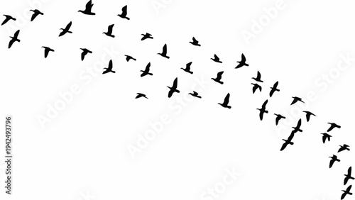 A flock of silhouetted birds flying in a curved formation