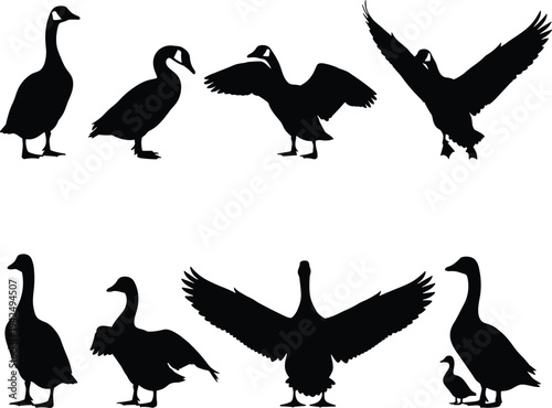 Canada goose silhouettes collection, flying standing walking waterfowl birds, black vector wildlife set isolated on white background illustration
