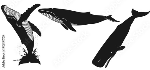 Whale silhouette vector design