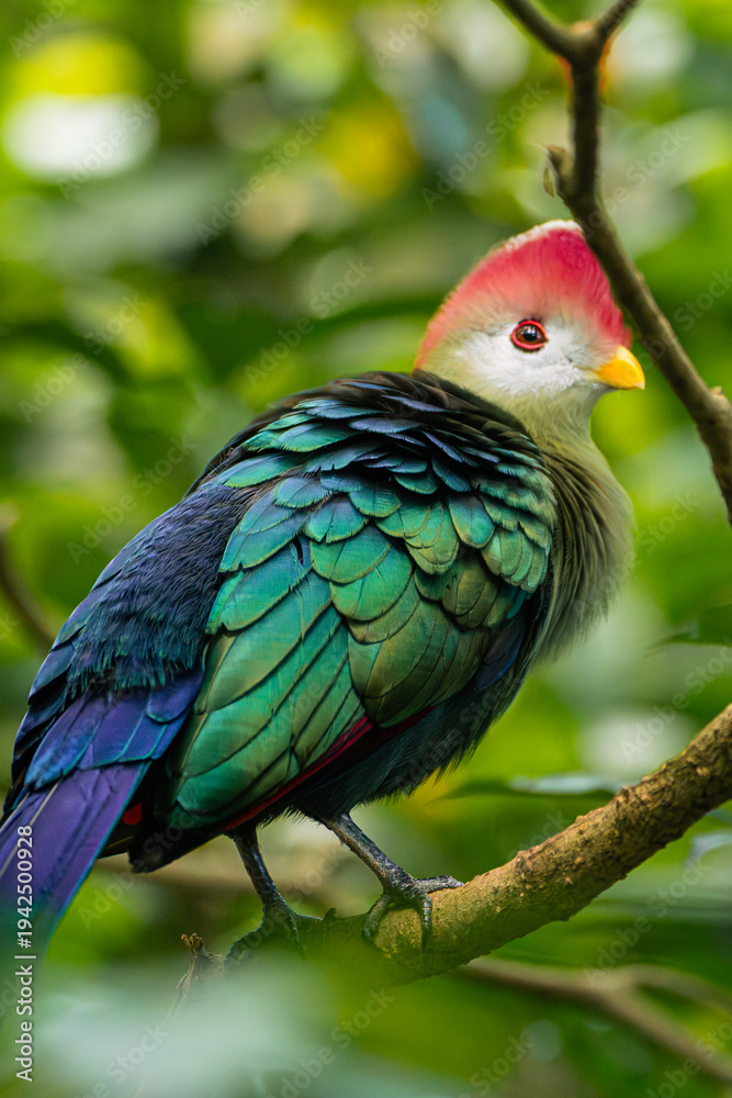 Fototapeta premium Red-crested turaco colorful bird perched on branch in tropical forest