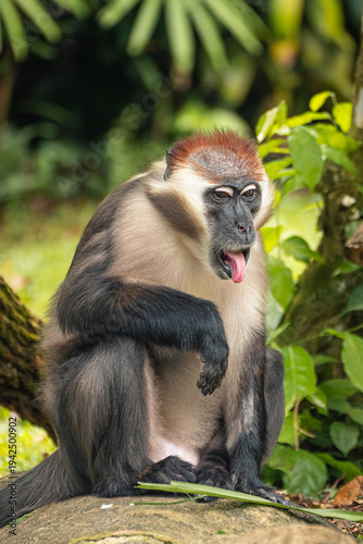 Photography Funny wild monkey sticking tongue out sitting on rock in tropical forest