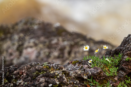 Small northern plant, mountain avens, Dryas octopetala also known as the white dryas growing on rocky surface near Kiutaköngäs in Oulanka National Park, Northern Finland, Europe