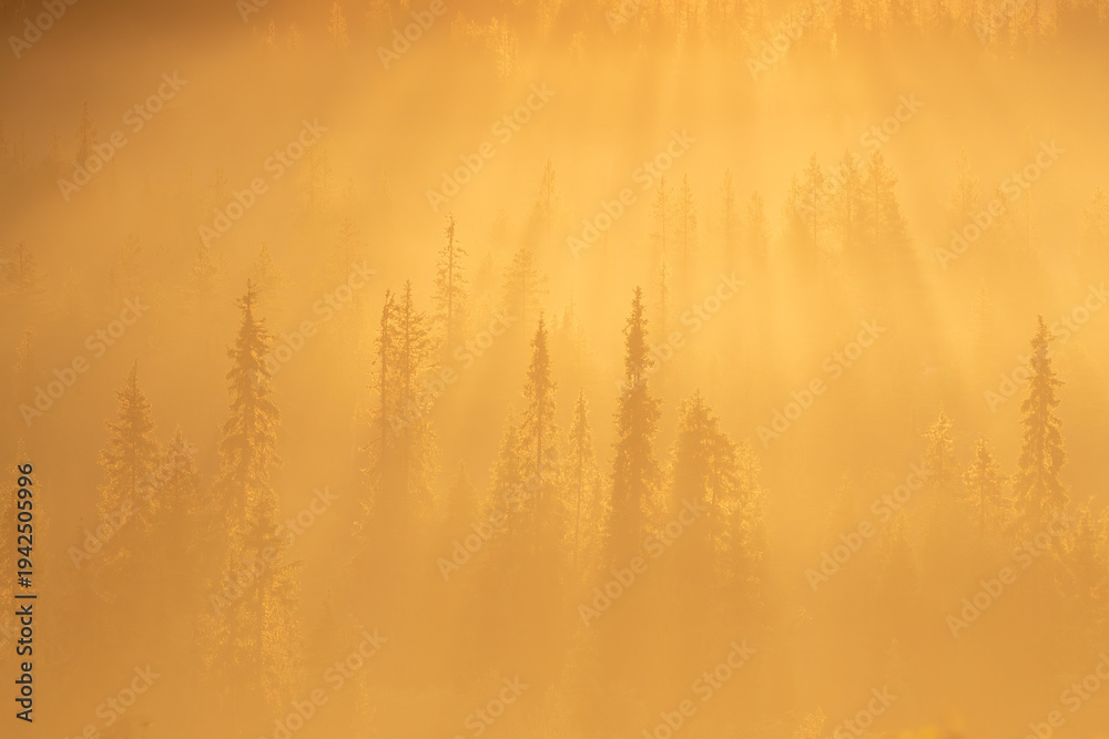 Fototapeta premium A misty moment during sunrise in Northern Finland when the sun's rays break through the fog and illuminate the tops of tall spruce trees