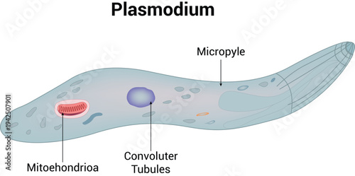 Plasmodium Parasite Structure Labeled Medical Illustration
