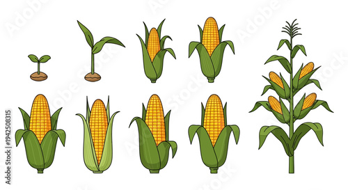 Growth Cycle of Corn Plant From Seedling to Mature Corn Cob