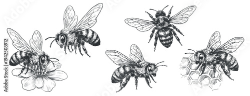 Vector set of vintage honey bees in pencil sketch engraving style. Hand drawn insects including flying bee, symmetrical bee, bee on flower and honeycomb isolated on white for packaging, labels and bra