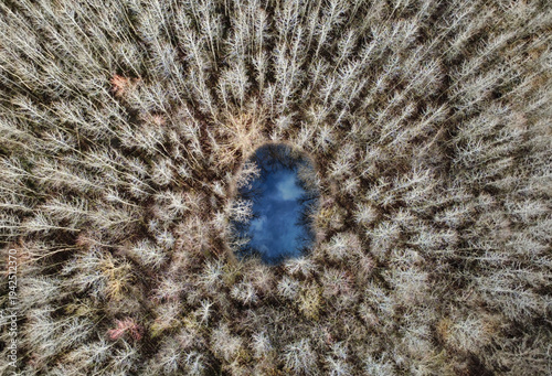 An aerial view captures a dense forest of leafless trees in late fall or winter, their pale branches creating an intricate web of textures across the landscape. At the center sits a small, dark pond t