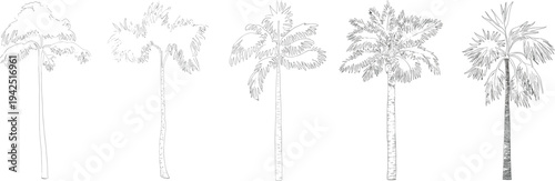 Flat vector hand drawn palm tree illustrations collection for tropical landscape design
