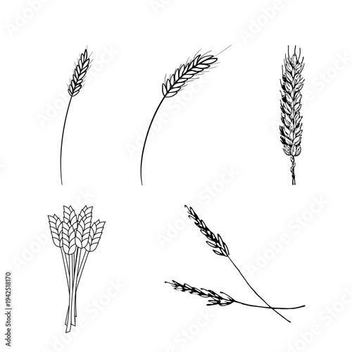 Wheat Ear Silhouette Icon Collection for Agriculture and Grain Symbols