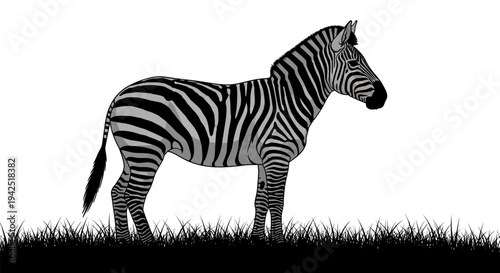 Majestic zebra standing in grassy field with black and white stripes