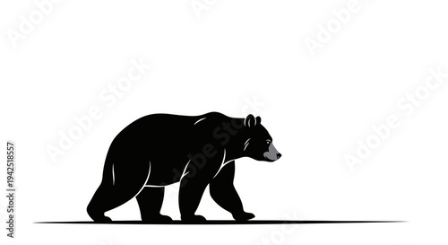 Majestic black bear walking in profile view naturally