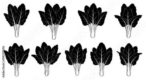 Eight black leafy vegetable bunches arranged in two rows on white background for food illustration