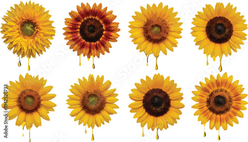 Set of 8 realistic sunflower vector illustrations with dripping honey or oil, featuring vibrant yellow petals and detailed brown centers, perfect for natural product packaging or summer designs.