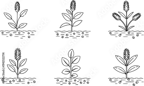 Set of minimalist line art vector illustrations showcasing diverse plant growth stages and botanical development, ideal for educational infographics, ecology projects, and nature-themed designs