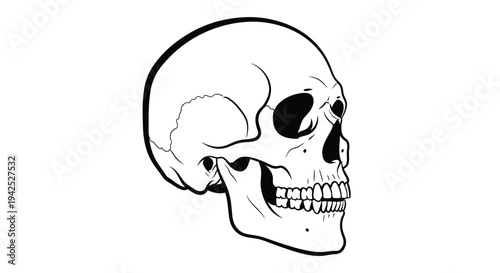 Detailed black and white line drawing of a human skull viewed from the side for anatomy science medicine or gothic themed graphic designs.