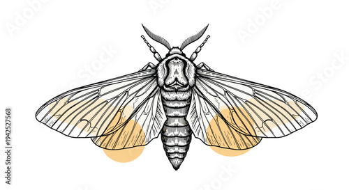 Detailed engraving style illustration of a moth with spread wings and abstract orange spots for nature science and biology themed designs.