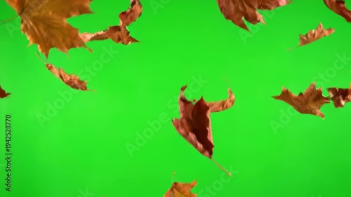 Dead, dry leaves swirling and rustling mysteriously in an updraft, isolated on green screen eerie, moving, dark forest