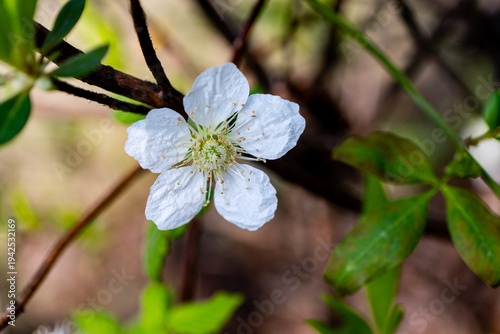 Roseleaf Raspberry (Rubus rosifolius) Flower with Visible Stamens and Pistil