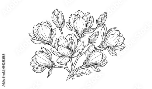 Magnolia flower cluster botanical line art vector illustration isolated on white