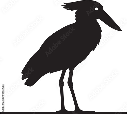 Hammerkop on white background.
