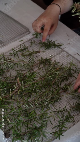 Preparing fresh herbs for drying and spice use.  Close-up of hands picking rosemary leaves. Close up of a woman hand holding freshly picked rosemary sprigs. Vertical shot
