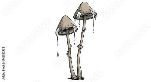 Hand drawn illustration of two tall slender mushrooms with melting caps and water droplets on a white background in a vintage style.